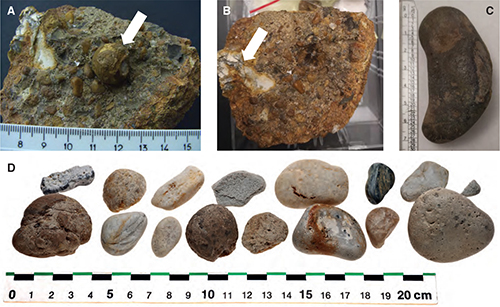 Fig. 3. Flint conglomerate (DK 862) and loose clasts found in the lower Miocene Billund and Klintinghoved Formations. A: Flint conglomerate with a well-preserved sea urchin (Galerites) of Late Cretaceous age, indicated by an arrow. B: Angular clast of flint c. 2 cm (arrow). C: Elongated flint clast from the fluvial Addit Member of the Billund Formation. D: Quartzites, quartz, rock fragments and flint found in the basal gravel lag of the Klintinghoved Formation. Note the diameter of the rounded clasts is up to 5 cm and 7 cm.
