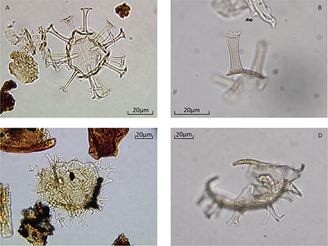 Fig. 4. Dinocysts from the Lower Miocene succession onshore Denmark (left) and the offshore flint conglomerate (DK 862; right). A: Well preserved, whole specimen of Homotryblium tenuispinosum from a nearby lower Miocene outcrop for comparison. B: H. tenuispinosum fragment from the flint conglomerate (DK 862). C: Well preserved, whole specimen of Chiropteridium galea from a nearby lower Miocene outcrop for comparison. D: C. galea fragment from the flint conglomerate (DK 862).