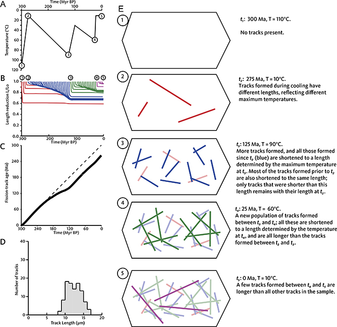 Fig. 10 Schematic illustration of the AFTA method (Green & Duddy 2012; Green et al. 2013). A: Schematic thermal history illustrating three periods of exhumation and two intervening periods of burial; points 1 to 5 corresponding to t1 to t5 (time = tn). B: Shortening trajectories for tracks formed at different times through the history. Tracks formed during different segments of the history are coloured-coded corresponding to the images in panel E (1 to 5). C: Evolution of apatite fission-track age with time through the thermal history shown in A. The fission-track age initially evolves linearly with time (dashed line). As t3 approaches, the temperature nears 90°C causing length reduction (see B) resulting in significant age reduction. After cooling, length reduction is less severe and age evolution approaches linearity again. At t5 the measured age is less than the total duration of the history, due largely to length reduction at t3. D: Resulting distribution of track lengths, reflecting the presence of three populations of tracks, shortened to differing degrees as shown in B. The natural spread in track length is c. ±1 μm within a single population of tracks. Tracks belonging to the separate populations shown in B cannot be resolved, so individual tracks cannot be attributed to unique populations. E: Schematics of tracks in a notional apatite grain through the thermal history in A. Tracks colour-coded as in B.