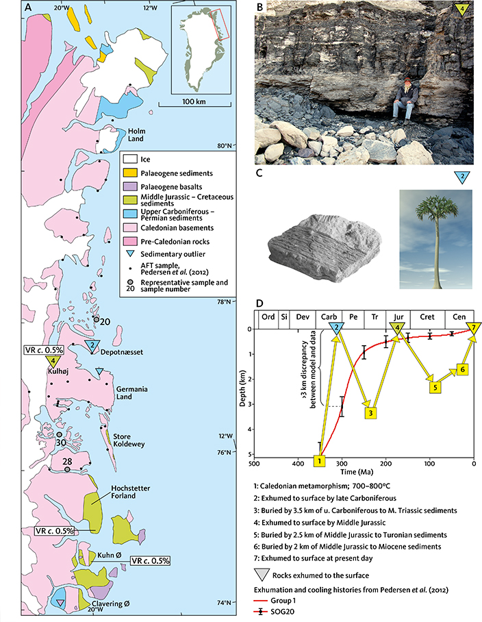 Fig. 42 Conflicting interpretations of the post-Caledonian development in North-East Greenland. A: Geology of North-East Greenland and location of apatite fission-track samples analysed by Pedersen et al. (2012). Sedimentary outliers occur between 75 and 80°N and therefore the underlying basement was at the surface prior to their deposition at these locations. Corresponding sedimentary units are more extensive farther south and north. Grey circles: Samples SOG20, 28, 30 from Pedersen et al. (2012), chosen as representative of their three groups of samples. B: Outcrop of Middle Jurassic coal (triangle 4 in A). C: Upper Carboniferous deposit (triangle 2 in A). Fossil and reconstruction of Lepidodendron (Piasecki et al. 1994). D: Exhumation path (red) based on modelling by Pedersen et al. (2012) of apatite fission-track data in a representative sample chosen by these authors. Yellow curve: Constraints from the geological record and AFTA data on the burial and exhumation history of basement rocks on Germania Land (see Appendix 3.13). Ord: Ordovician. Si: Silurian. Dev: Devonian. Carb: Carboniferous. Pe: Permian. Tr: Triassic. Jur: Jurassic. Cret: Cretaceous. Cen: Cenozoic. Modified after Japsen et al. (2013) and Green et al. (2013).