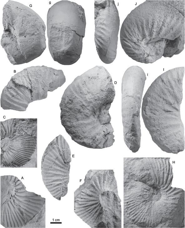 Fig. 6 Selected cardioceratid ammonites from the Mågensfjeld Formation. A–F: Cranocephalites sp. cf. pompeckji or furcatus MGUH 33462–33467 (all from GEUS 545584). G, g: Side and ventral views, respectively, of Arctocephalites sp. delicatus or arcticus MGUH 33468 (from GEUS 545586). H: Arcticoceras ishmae, MGUH 33469 (from GEUS 545569). I, i and J, j: Side and ventral views of two specimens of Arcticoceras spp. MGUH 33470 and 33471, respectively (from GEUS 545568).