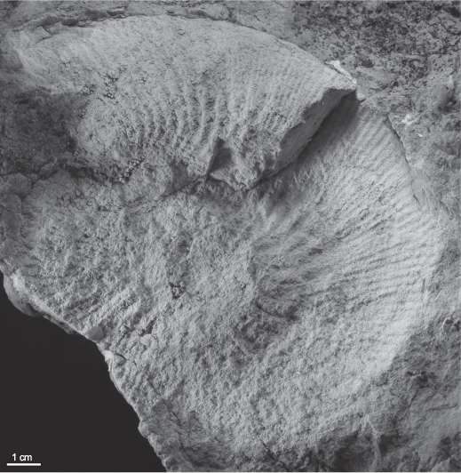 Fig. 7 Kepplerites cf. traillensis or chisikensis from Mågensfjeld Formation, MGUH 33472 (from GEUS 545591).