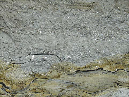 Fig. 6 Conglomerates, pebbly sandstones and compressed coalified branches and logs deposited in alluvial fan and braided river environments. Black horizontal log (arrowed) is about 1 m long. Type section of the Innakajik Formation, Kap Stewart, southernmost Jameson Land (Figs 1, 2a).
