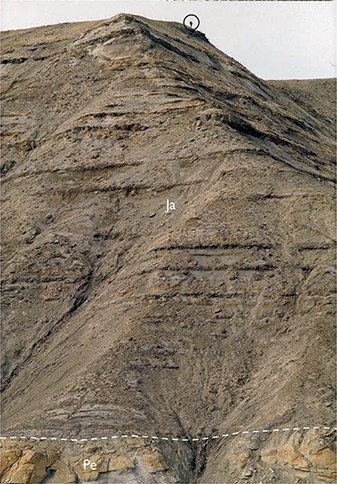 Fig. 47 The Jakobstigen Formation (Ja) on the ridge immediately west of the type section (see Fig. 46). Yellow sandstones of the Pelion Formation (Pe) at the base. Person (encircled) for scale. North slope of the Cardiocerasdal valley, SW Wollaston Forland (Figs 1, 2e).