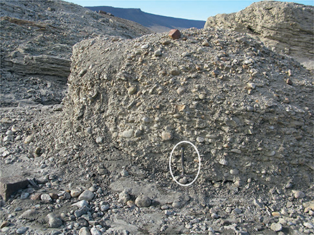 Fig. 102 Type locality of the Falskebugt Member (Lindemans Bugt Formation), hammer (encircled) for scale. No section measured due to lack of reliable continuous exposure. Western slope of the Falkebjerg mountain, north-eastern Wollaston Forland (Figs 1, 2e). Photograph by Jørgen Bojesen-Koefoed.