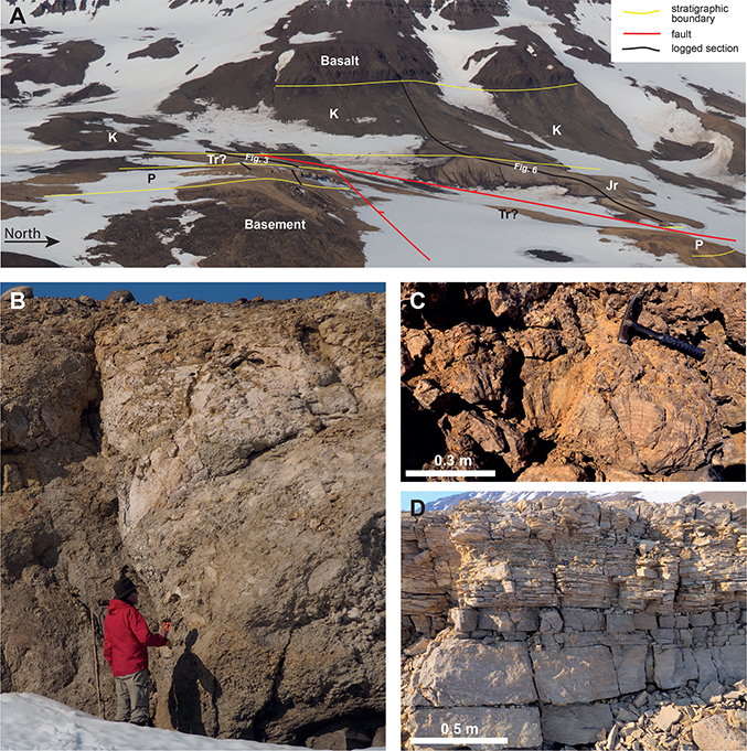 Fig 2 Overview of the Permpasset outcrop and photographs illustrating the key lithologies of the Permian succession. A: view west across Permpasset illustrating the stratigraphic and structural relationships and the position of the logged sections provided in Figs 3 and 6. P: Permian. Tr: Triassic. Jr: Jurassic. K: Cretaceous. B: Brecciated limestone and gypsum, including progressively larger blocks upwards (Karstryggen Formation). C: Bedded selenite overlying the first brecciated interval (Karstryggen Formation). D: Bedded limestones recording a deepening and freshening of marine conditions, perhaps forming a correlative of the Wegener Halvø Formation.