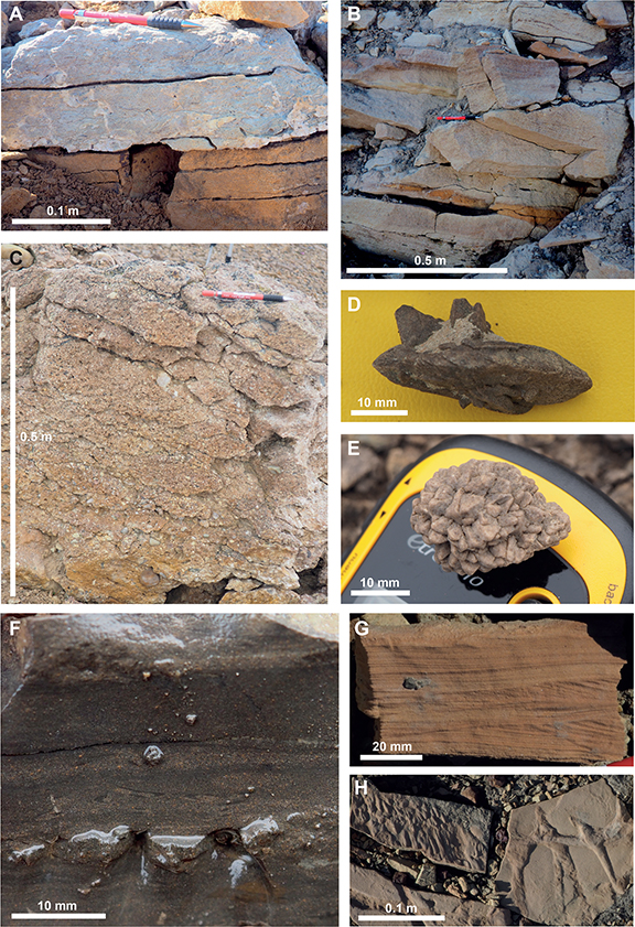 Fig 4 Photographs illustrating the key lithologies of the uppermost Permian, and the Triassic, Jurassic and Cretaceous stratigraphy. A: Interbedded shelly limestones and sandstones forming the top of the Permian succession (Schuchert Dal Formation). B: Buff-coloured planar and trough cross-bedded sandstones with intraclast lags commonly present at bed bases (Triassic Pingo Dal Group?). C: Pebbly sandstone with abundant rounded quartz clasts and occasional sandstone clasts forming the base of the Jurassic (Jakobsstigen Formation). D and E: Different glendonite forms from the base of the Cretaceous succession. F: Graded lamination and contorted intraclasts within the siltstones of the Fosdalen Formation. G: Current ripples with possible signs of storm reworking in sandstone beds weathering out of the Fosdalen Formation. H: Flute marks and Thalassinoides ichnofossils preserved on bed bases in the Fosdalen Formation.