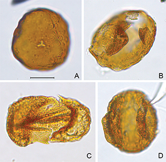 Fig 5 Examples of reworked Triassic pollen. Taxon name is followed by sample and slide number and England Finder coordinates. The scale bar is 20 μm. A: Aulisporites astigmosus, 589748:4, U58/3. B: Protodiploxypinus gracilis, 589757:5, H18/1. C: Lunatisporites sp., 589754:5, H53/2. D: Protodiploxypinus sp. cf. P. gracilis, 589757:4, S43/1.