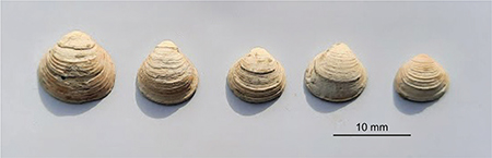 Fig 3 Five shells of Corbicula fluminalis from Ejby.