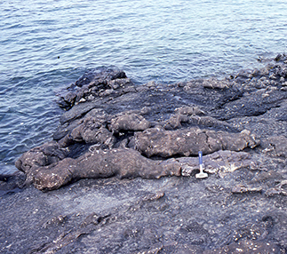 Fig. 24 Elongate pillows reminiscent of seals on the shore. Kakilisaat Member, Schade Øer, south of eastern Svartenhuk Halvø. Length of hammer 29 cm. Photo: Asger Ken Pedersen.