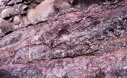 Fig. 36 Overlapping flow lobes in a compound pahoehoe lava flow. Note the numerous zeolite-filled vesicles and thorough red-oxidation, strongest at the tops of individual flow lobes. Height of picture c. 1 m. Cliff at Kap Cranstown, south-western Svartenhuk Halvø. Photo: Asger Ken Pedersen.