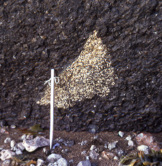 Fig. 66 Feldspar-rich xenolith, probably cognate, of syenite in the Arfertuarsuk trachyte flow. Length of steel rod 16 cm. East side of the northern end of the Arfertuarsuk inlet. Photo: Karl Aage Jørgensen.