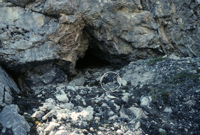 Fig. 9 A subhorizontal phreatic tube in the Cape Weber Formation at the eastern end of Albert Heim Bjerge adjacent to Wordie Gletscher (Fig. 3). The triangular, flat-based conduit extends for 10 m to an ice choke. Hammer (ringed) is 33 cm long.