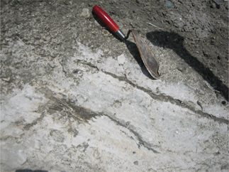 Fig 6 Brecciated chalk interpreted here as a mixture of conglomeratic chalk and marl at the boundary between Campanian and Maastrichtian chalk. The shear structures indicate superimposed deformation by shearing along the thrust fault at the base of the chalk. The unit is classified as a chalk-tectonite.