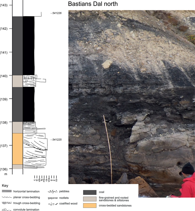 Fig. 7 Sedimentological log and accompanying photograph of the thickest coal found in the Muslingebjerg Formation (ix in Fig. 3A). This exposure is found in northern Bastians Dal. Much thinner than its southern counterpart, the associated facies have a greater affinity to the underlying Bastians Dal Formation. Location in Fig. 2. Samples collected from this section are numbered to the right of the log.