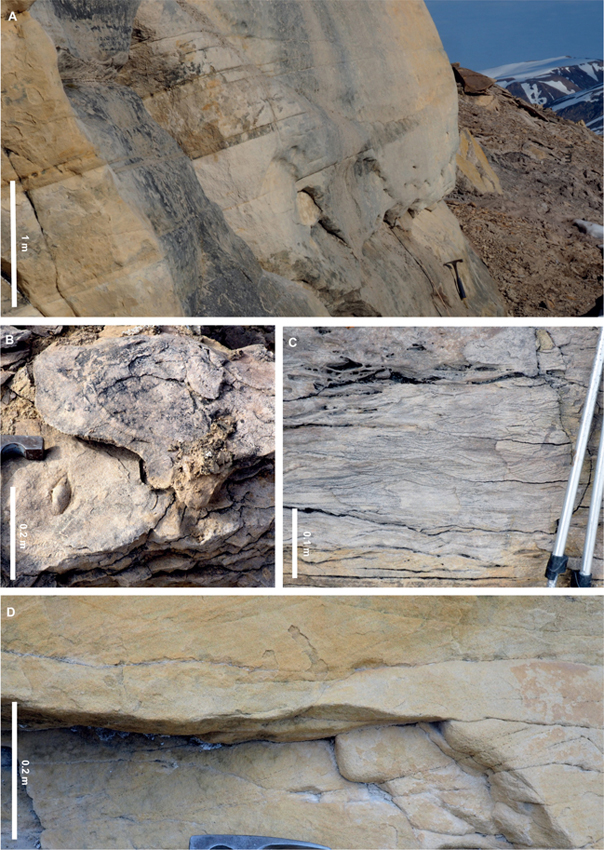 Fig. 9 Photographs illustrating the facies of the Muslingebjerg Formation. (A) Low-angle cross-bedded sandstones (c. 18 m, Fig. 8). Cross-bedding truncated by a horizontal erosion surface towards the top of the section. (B) Bivalve moulds and bioturbation within the low-angle cross-bedded sandstones. (C) Wave rippling associated with the low-angle cross-bedded sandstones. (D) Planar cross-bedded sandstones. Bundled foresets are distinctly visible in the lower bed where the bundling is highlighted by coalified wood fragments (c. 21 m, Fig. 8).
