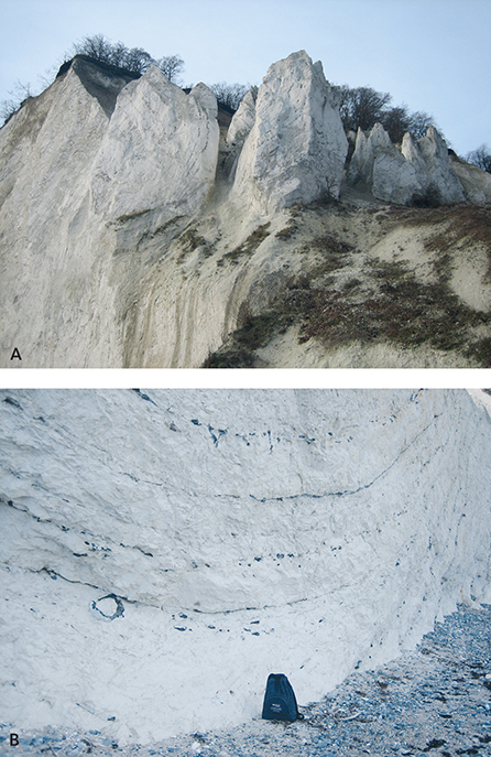Fig. 3 Pale grey chalk with black flint layers. A: Folded flint layers in the chalk cliff of St. Stejlbjerg, southern Møns Klint. The chalk cliff is here almost 100 m high. B: Close-up of black flint layers in chalk. The large, circular flint concretion in the lower left of the photo is interpreted as formed around a Paramoudra burrow in the Cretaceous sea floor.