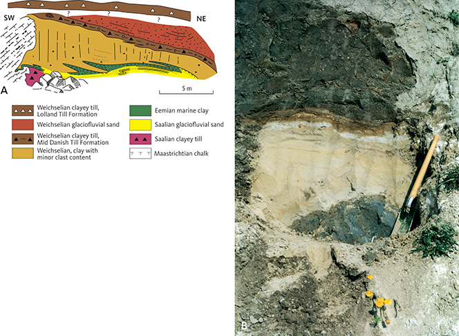 Fig. 7 Eemian deposits at Hjelm Nakke. A: Field sketch of the Saalian, Eemian and Weichselian deposits after Berthelsen et al. (1977). B: Clay and glaciofluvial sand (Saalian?) overlain by marine Eemian clay. Photo: Tove Stockmarr (1996).