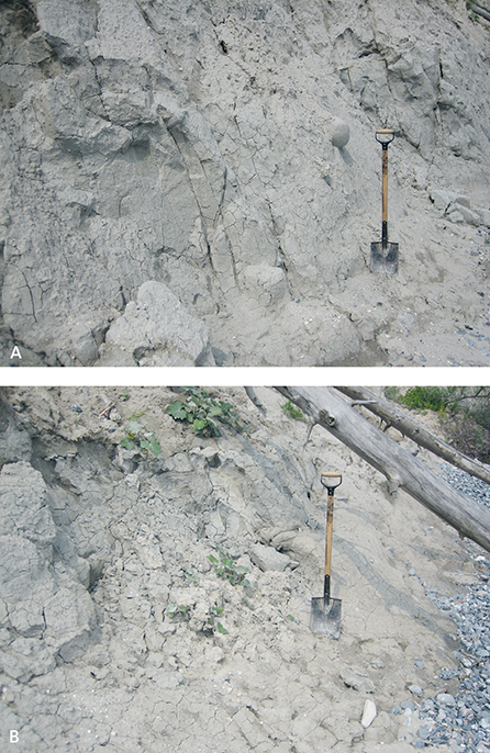 Fig. 12 Lacustrine deposits of grey, silty clay with scattered pebbles of the Kobbelgård Formation. A: Typical glaciolacustrine clay with widely spaced dropstones. B: Clay at Liselund in the dislocation horizon at the toe of a landslide.