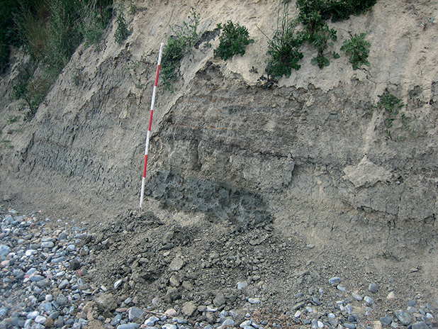 Fig. 13 Grey, silty and fine-grained, horizontally laminated clay of the Kobbelgård Formation. Kobbelgård cliff, Klintholm. For scale, the units on the ranging pole are 20 cm wide.