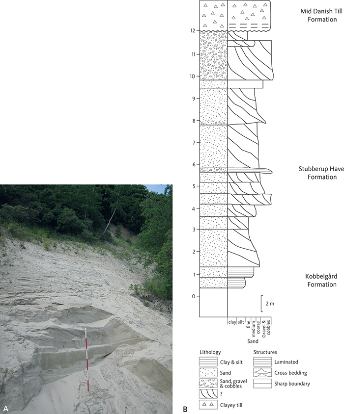 Fig. 14 A: Medium- and coarse-grained, cross-bedded sand of the Stubberup Have Formation at the cliff of Stubberup Have, the type locality for the formation. The units on the ranging pole are 20 cm wide. B: Sedimentological log of the Stubberup Have Formation.
