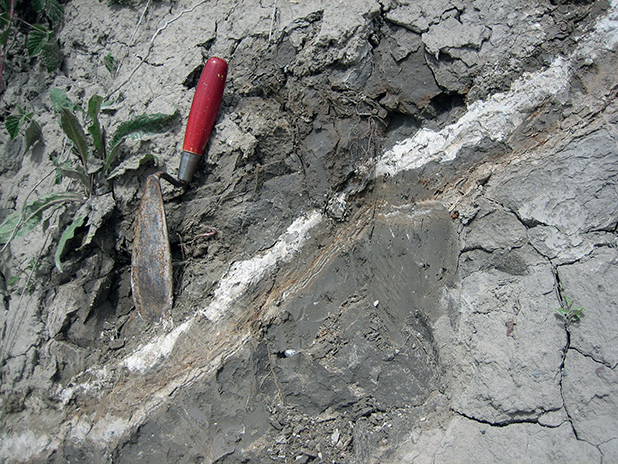 Fig. 36 Thin layers of chalk-glacitectonite at Hvideklint, which were squeezed up above the existing pile of chalk sheets HK1–HK12. The thin chalk layers and lenses have been sheared into the dark clay of the Kobbelgård Formation.