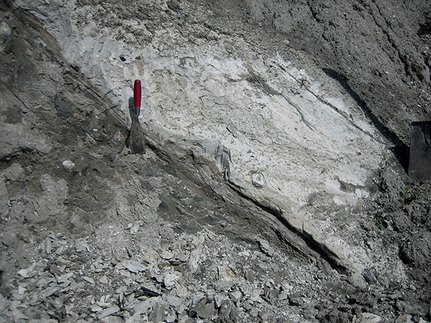 Fig. 37 Lenses and thin layers of clay in the chalk of sheet HK8 at Hvideklint, deformed by thrust faulting. The chalk has completely lost its primary sedimentary layering and has been transformed into a glacitectonite.