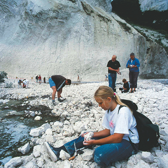 Fig. 49 After rockfalls from the cliffs, fossil hunting in the displaced chalk material is very popular. Photo: Peter Moors.