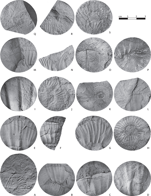 Fig. 10 Selected ammonites recorded in the Rødryggen-1 core. A: Amoeboceras? sp., level 227.72 m, MGUH 34180. B: Dorsoplanites sp., level 90.85 m, MGUH 34181. C: Dorsoplanites primus, level 89.30 m, MGUH 34182. D: Pavlovia cf. variocostata, level 75.43 m, MGUH 34184. E: Dorsoplanites aff. liostracus, level 74.20 m, MGUH 34185. F: Pavlovia cf. corona, level 74.03 m, MGUH 34186. G: Dorsoplanites jamesoni, level 70.06 m, MGUH 34187. H: Epipallasiceras cf. pseudapertum, level 55.98 m, MGUH 34189. I: Laugeites cf. biplicatus, level 53.67 m, MGUH 34190. J: Laugeites cf. intermedium, level 52.82 m, MGUH 34191. K: Laugeites cf. planus, level 51.55 m, MGUH 34192. L: cf. Praechetaites exoticus, level 48.82 m, MGUH 34193. M: cf. Praechetaites exoticus, level 48.54 m, MGUH 34194. N: Ammonoidea indet., level 48.37 m, MGUH 34195. O: aptychus, level 47.20 m, MGUH 34196. P: S. (Swinnertonia) cf. subundulatus, level 45.37 m, MGUH 34197. Q: Subcraspedites (Swinnertonia) sp. Juv., level. 43.21 m, MGUH 34198. R: cf. Praetollia maynci Spath, level 37.49 m, MGUH 34199. S: Hectoroceras sp., level 27.73 m, MGUH 34200. The specimens are stored in the Palaeontology Type Collection at the Natural History Museum of Denmark and each labelled with an MGUH number – Museum Geologica Universitas Hafniensis.