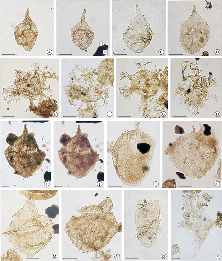 Fig. 11 Selected biostratigraphically significant dinoflagellate cysts and acritarchs from the Rødryggen-1 core. Scale bars: 25 µm. A and B: Paragonyaulacysta capillosa, sample 234.4 m, slide 2. C and D: Paragonyaulacysta borealis, sample 140.25 m, slide 6, and 136.26 m, slide 5. E and F: Perisseiasphaeridium pannosum, sample 226.22 m, slide 4. G and H: Oligosphaeridium patulum, sample 130.26 m, slide 6. I and J: Cribroperidinium complexum, low and high focus on the same specimen, sample 234.5 m, slide 5. K and L: Trichodinium piaseckii, sample 136.26 m, slide 6. M: Senoniasphaera clavellii, sample 90.27 m, slide 5. N: Cassiculosphaeridium magna, sample 90.27 m, slide 5. O: Wallodinium krutzschii, sample 110.15 m, slide 4. P: Muderongia simplex, sample 76.74 m, slide 4.