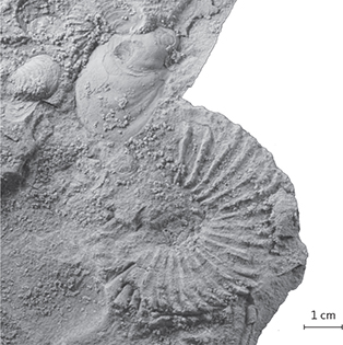 Fig. 18 Amoeboceras subkitchini (MGUH 34201 from GEUS 469823) ammonite from upper lower Kimmeridgian Rasenia cymodoce Zone. Collected stratigraphically c. 200 m below the Albrecht Bugt Member (Palnatokes Bjerg Fm) in an outcrop section measured along a small ravine from the Brorson Halvø-1 drill site and towards the west. The specimen is housed in the Palaeontology Type Collection at the Natural History Museum of Denmark and labelled with an MGUH number – Museum Geologica Universitas Hafniensis.