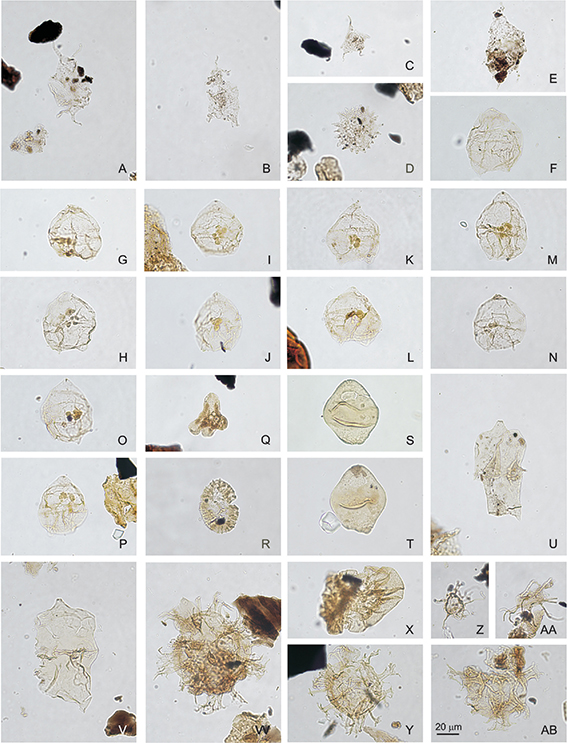 Click to Enlarge View Fig. 9 Palynomorphs from core FP94-4-5. Same magnification for all figures; scale bar in AA = 20 μm. Each figure represents species name, sample no., slide no., England finder coordinate and photo no. A: Taurodinium granulatum, sample 393016-100, slide 2, W52-3, photo 2709. B: Taurodinium granulatum, sample 393016-100, slide 3, P28-4, photo 2711. C: Taurodinium granulatum, sample 393016-100, slide 2, W54-1, photo 2713. D: Pediastrum sp., sample 393016-100, slide 2, F41-1, photo 2710. E: Taurodinium granulatum, sample 393016-122, slide 2, H57-1, photo 2708. F: Dinocyst sp. 3 Nøhr-Hansen et al. (2002), sample 393016-111, slide 6, L19, photo 2582. G: Dinocyst sp. 3 Nøhr-Hansen et al. (2002), sample 393016-111, slide 6, L30-4, photo 2586. H: Dinocyst sp. 3 Nøhr-Hansen et al. (2002), sample 393016-111, slide 6, F42-1, photo 2595. I: Dinocyst sp. 3 Nøhr-Hansen et al. (2002), sample 393016-111, slide 6, Z20-2, photo 2583. J: Dinocyst sp. 3 Nøhr-Hansen et al. (2002), sample 393016-111, slide 6, W26-2, photo 2585. K: Dinocyst sp. 3 Nøhr-Hansen et al. (2002), sample 393016-111, slide 6, X38-1, photo 2591. L: Dinocyst sp. 3 Nøhr-Hansen et al. (2002), sample 393016-111, slide 6, F42-1, photo 2592. M: Dinocyst sp. 3 Nøhr-Hansen et al. (2002), sample 393016-111, slide 6, X32, photo 2588. N: Dinocyst sp. 3 Nøhr-Hansen et al. (2002), sample 393016-111, slide 6, P42-2, photo 2699. O: Dinocyst sp. 3 Nøhr-Hansen et al. (2002), sample 393016-111, slide 6, O42-4, photo 2581. P: Dinocyst sp. 3 Nøhr-Hansen et al. (2002), sample 393016-111, slide 6, G23-3, photo 2584. Q: Aquilapollenites sp. reworked, sample 393016-111, slide 4, U31-1, photo 2704. R: Wodehousia sp. reworked, sample 393016-111, slide 6, H20-4, photo 2701. S: Isabelidinium cf. cretaceum reworked, sample 393016-112, slide 6, X37-4, photo 2706. T: Isabelidinium cf. cretaceum reworked, sample 393016-111, slide 6, S25-4, photo 2702. U: Chatangiella mcintyrei, reworked, sample 393016-111, slide 6, Q29-1, photo 2700. V: Chatangiella mcintyrei, sample 393016-107, slide 6, Q21-1, photo 2691. W: Heterosphaeridium difficile, sample 393016-107, slide 6, L49-1, photo 2693. X: Rugubivesiculites rugosus, sample 393016-106, slide 5, L46-2, photo 2698. Y: Heterosphaeridium difficile, sample 393016-102, slide 5, G45-4, photo 2688. Z: Raphidodinium fucatum, sample 393016-109, slide 6, Q27-4, photo 2697. AA: Raphidodinium fucatum, sample 393016-109, slide 4, G28-1, photo 2698. AB: Heterosphaeridium difficile, sample 393016-102, slide 5, X39, photo 2687.