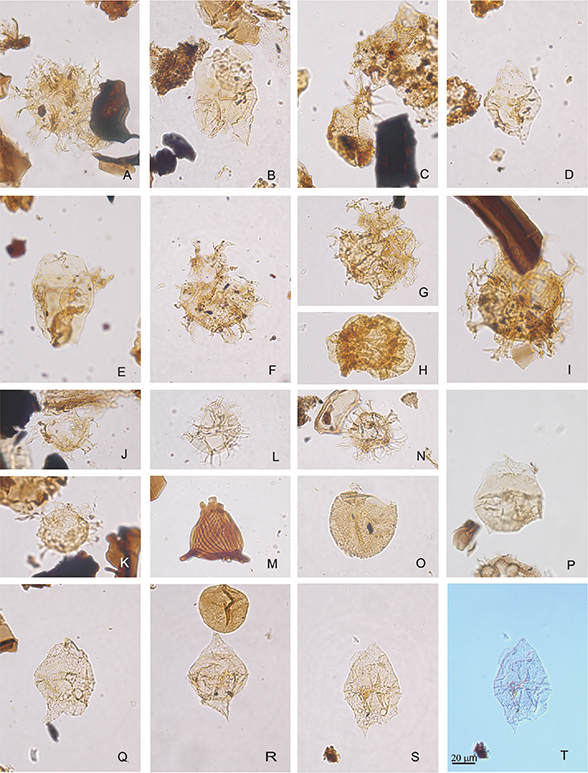 Click to Enlarge View Fig. 11 Palynomorphs from core FP94-4-6. Same magnification for all figures; scale bar in T = 20 μm. Each figure represents species name, sample no., slide no., England finder coordinate and photo no. A: Heterosphaeridium difficile, sample 393017-15, slide 5, E50-3, Multifocus. B: Chatangiella mcintyrei, sample 393017-15, slide 4, G48-4, photo 2741. C: Raphidodinium fucatum, sample 393017-12, slide 4, W34-4, photo 2740. D: Chatangiella mcintyrei, sample 393017-12, slide 5, S19-1, photo 2739. E: Chatangiella mcintyrei, sample 393017-12, slide 4, T50-4-1, photo 2738. F: Heterosphaeridium difficile, sample 393017-12, slide 2, C31-3, photo 2737. G: Heterosphaeridium difficile, sample 393017-9, slide 5, J22-4, photo 2735. H: Rugubivesiculites rugosus, sample 393017-9, slide 4, H29-4, photo 2736. I: Heterosphaeridium difficile, sample 393017-9, slide 5, E53-2, photo 2733. J: Heterosphaeridium difficile, sample 393017-6, slide 4, A32-1, photo 2732. K: Heterosphaeridium difficile, sample 393017-6, slide 4, L55-4, photo 2731. L: Spiniferites sp., sample 393017-6, slide 4, B52-3, photo 2729. M: Appendicisporites insignis, sample 393017-3, slide 4, W34-1, photo 2728. N: ? Heterosphaeridium difficile, sample 393017-2, slide 4, S34-2, photo 2735. O: Trithyrodinium suspectum, sample 393017-2, slide 5, C28-3, photo 2724. P: Chatangiella cf. granulifera, sample 393017-2, slide 4, X26-1, photo 2720. Q: Chatangiella aff. multispinosa, sample 393017-2, slide 4, H32.4, photo 2719. R: Chatangiella aff. multispinosa, sample 393017-2, slide 4, Q47-3, photo 2718. S: Chatangiella aff. multispinosa, sample 393017-2, slide 4, P19-2, photo 2716. T: Chatangiella aff. multispinosa, sample 393017-2, slide 4, P19-2, photo 2715.