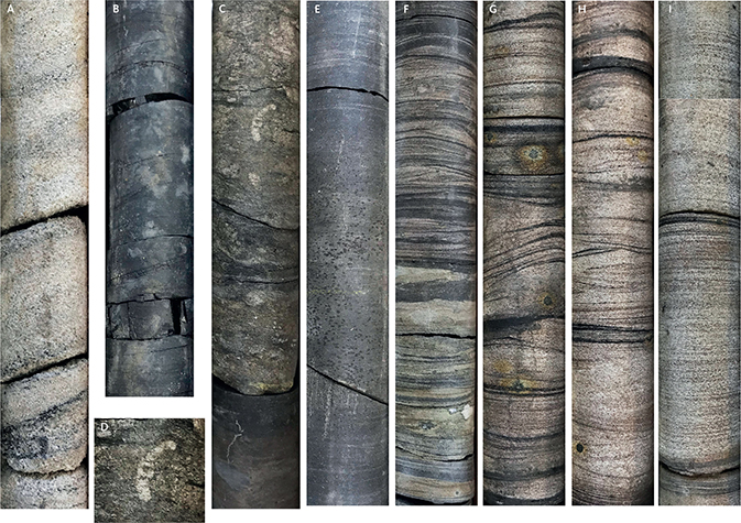 Click to Enlarge View Fig. 13 Photographs of the Atane Formation sediments in the cores. Core diameter is 36 mm. A: Fine- to medium-grained, cross-bedded sandstone, locally with coalified plant debris, interpreted as fluvial or distributary channel facies. Core FP94-4-5, depth c. 237.70–237.50 m. B: Delta plain facies, dark grey mudstone with lenses or thin layers of coal. Core FP94-4-5, depth c. 238.70–238.55 m. C: Delta plain mudstone erosively overlain by bioturbated muddy sandstone, interpreted as an interdistributary bay deposit. The boundary represents an initial transgression. Core FP94-4-6, depth c. 94.64–94.43 m. The bioturbated facies is overlain by a thick deltafront succession at c. 94.05–81.70 m depth, see Fig. 12. D: Bioturbated muddy sandstone, close-up of the trace fossil Taenidium isp.; the thorough mottling obscures many individual burrows. Core FP94-4-6, depth c. 94.5 m (see C). E: Dark grey mudstone, interpreted as delta front facies. Core FP94-4-6, depth c. 49.75–49.60 m. F: Sand-streaked mudstone, alternation between thin layers of very fine-grained sand and layers or laminae of silty mudstone, interpreted as delta front facies. Note the scarcity of burrows. Core FP94-4-5, depth c. 215.10–214.95 m. G–H–I: Delta front facies. Well-sorted, fine-grained sandstone with thin drapes of silt and coalified plant debris. Local precipitation of pyrite. The sandstone has hummocky cross-stratification (G–I) and wave-ripple cross-stratification (G–H). Trace fossil are scarce, suggesting rapid deposition and possibly marine reworking. Core FP94-4-6, depth c. 90.10–86.35 m. Lengths of core pieces are 16–18 cm.