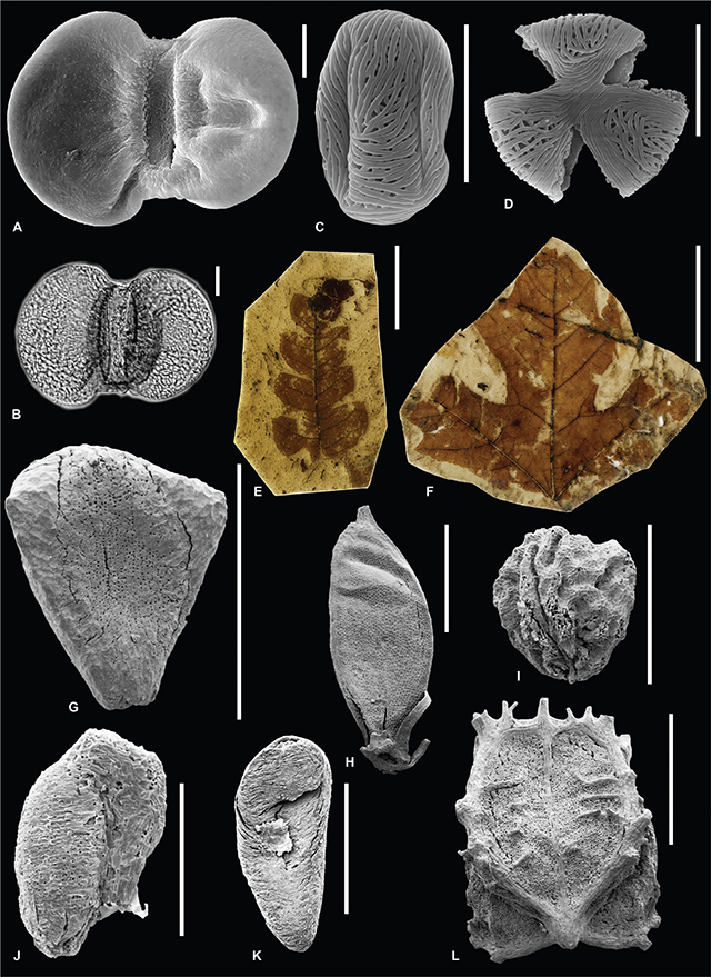 Fig. 6 Typical Middle Miocene plant fossils from the Søby-Fasterholt flora lignite mining area. A–D: dispersed pollen grains. A, B: Cathaya sp. (SEM, LM). C, D: Tetracentron sp. (SEM, equatorial and polar views). E–F: Leaf fossils. E: Comptonia comptoniifolia (Brongniart) Doweld. F: Acer soebyensis Christensen nom. inval. G–L: Dispersed fruits and seeds. G: Decodon vectensis Friis, seed. H: Dulichium marginatum (C. Reid & E.M. Reid) Dorofeev, fruit. I: Saururus bilobatus (Nikitin ex Dorofeev) Mai, fruitlet. J: Ludwigia corneri Friis, seed. K: Cephalanthus pusillus Friis, mericarp. L: Proserpinaca brevicarpa, Dorofeev endocarp. Scale bars are 10 µm (A–D), 1 cm (E), 5 cm (F), 1 mm (G–I, K, L) and 0.5 mm (J).