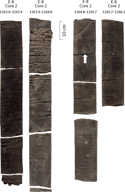 Fig. 24 Slabbed core section of the Nora and Hodde Formations from the E-8 well (depth intervals in metres). Note that the Nora Formation is muddy at this location, as indicated by the brown colour of the rock, and the upper boundary is therefore not distinct in the core but is placed at a distinct change in gamma-log readings (white arrow). The overlying Hodde Formation consists of bioturbated, dark brown to blackish mud in this part of the North Sea.