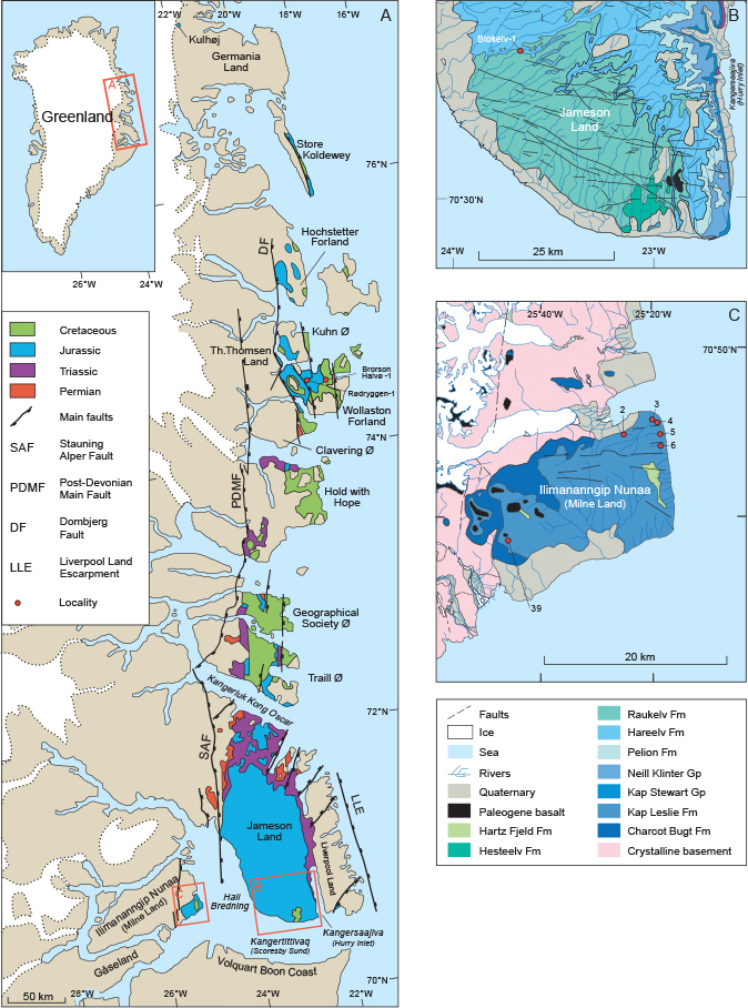 Fig. 1 Map of the study area. A: Geological map of East Greenland (modified from Surlyk et al. 2021) with locations of the Rødryggen-1 and Brorson Halvø-1 drilling sites. Inset: maps of localities analysed in this study. B: Jameson Land with Blokelv-1 core and C: Ilimananngip Nunaa (Milne Land) with localities M 2, 3, 4, 5, 6 and 39 (locality numbers sensu Birkelund et al. 1984).