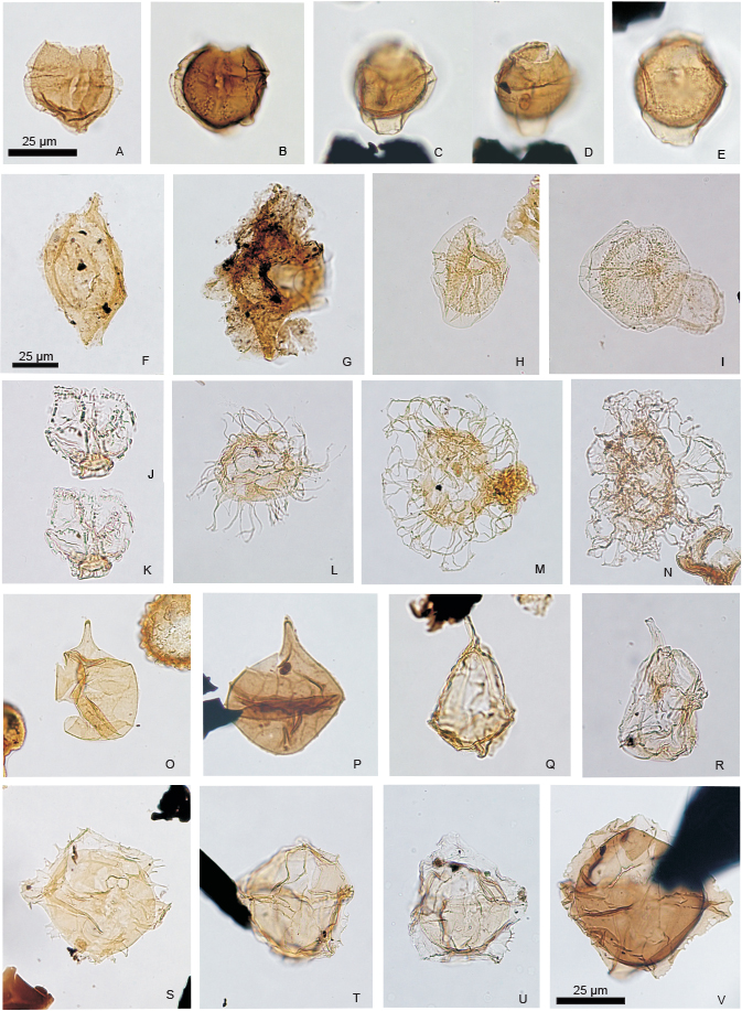 Fig. 7 Stratigraphically significant dinoflagellate cysts from the middle to upper Oxfordian in Milne Land from locality 39, Kosmoceras Dal, east of Visdal, and localities 2 and 6, Cardioceraskløft, in eastern Milne Land (locations in Fig. 1). The illustrated specimens are referred to locality numbers, GGU sample numbers, slide number and England Finder coordinates. The illustrated specimens are marked with a red circle on the original slide. A: Dingodinium minutum, locality 6, sample GGU245827, slide 8, E.F. G32/2. Magnified x600. B: Dingodinium minutum, locality 6, sample GGU245828, slide 8, E.F. S53/3. Magnified x600. Scale in A. C, D: Dingodinium minutum, high and low focus, locality 6, sample GGU245830, slide 9, E.F. J47. Magnified x600. Scale in A. E: Dingodinium minutum, locality 6, sample GGU245830, slide 9, E.F. H29. Magnified x600. Scale in A. F: Kalyptea stegasta, locality 2, sample GGU234159, slide 8, E.F. T27/4. Magnified x400. G: Kalyptea stegasta, locality 2, sample GGU234239, slide 4, E.F. G34. Magnified x400. Scale in F. H: Dingodinium jurassicum, locality 39, sample GGU234231, slide 9, U37/2. Magnified x400. Scale in F. I: Dingodinium tuberosum, locality 39, sample GGU234231, slide 6, G23/3. Magnified x400. Scale in F. J, K: Stephanelytron redcliffense, high and low focus, locality 39, sample GGU234232, slide 3, E.F. M27/1. Magnified x400. Scale in F. L: Systematophora areolata, locality 39, sample GGU234230, slide 3, E.F. V37/1. Magnified x400. Scale in F. M: Hystrichosphaerina orbifera, locality 39, sample GGU234221, slide 3, E.F. O49/2. Magnified x400. Scale in F. N: Hystrichosphaerina orbifera, locality 39, sample GGU234220, slide 3, E.F. N45/2. Magnified x400. Scale in F. O: Paragonyaulacysta borealis, locality 39, sample GGU234223, slide 6, E.F. O39/3. Magnified x400. Scale in F. P: Paragonyaulacysta borealis, locality 6, sample GGU245827, slide 8, E.F. R32/3-S32/1. Magnified x400. Scale in F. Q: Gonyaulacysta adecta, locality 39, sample GGU234228, slide 10, E.F. J48/2. Magnified x400. Scale in F. R: Gonyaulacysta adecta, locality 39, sample GGU234232, slide 3, E.F. P23. Magnified x400. Scale in F. S: Endoscrinium irregulare, locality 39, sample GGU234224, slide 7, E.F. T28/3–4. Magnified x400. Scale in F. T: Endoscrinium irregulare, locality 39, sample GGU234220, slide 7, E.F. S48. Magnified x400. Scale in F. U: Endoscrinium irregulare, locality 39, sample GGU234220, slide 6, E.F. N45.4. Magnified x400. Scale in F. V: Endoscrinium irregulare, locality 6, sample GGU245827, slide 8, E.F. W35. Magnified x600.