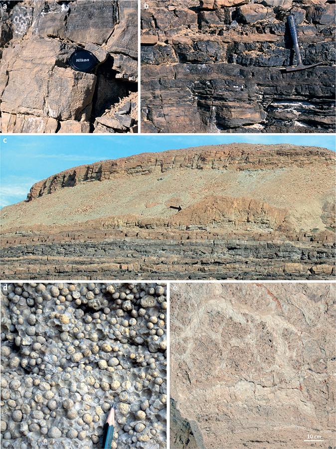 Fig. 9 Lower Slusen Formation, representative lithologies from the type area, Øvre Midsommersø. a: Trough cross-bedded grainstones (dolostones); type section, 23 m above base. b: Dark laminated dolostones and black cherts; type section, 83 m above base. c: Slusen Formation, c. 1 km west of the type section, showing the abrupt boundary (equivalent to 92.5 m in the type section) between the dark outer ramp dolostones and the overlying cyclic ooidal grainstones and capping thrombolitic mounds. The relief on the arrowed mound is about 5 m. d: Giant ooids; grainstones immediately beneath the mounds illustrated in Fig. 9c. Pencil tip for scale. e: Internal thrombolitic fabric typical of the microbial mounds illustrated in Fig. 9c; photograph from a fallen slab about 4 km west of the type section.