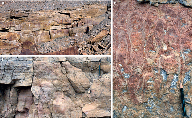 Fig. 13 Lower–middle Glaciologelv Formation, representative lithologies. a: Pebbly coarse- to very coarse-grained sandstones at the base of the Glaciologelv Formation showing large-scale trough cross-bedding; person for scale (right). Øvre Midsommersø reference section, 190–198 m. b: Trough cross-bedded grainstones (dolostones), type section 235 m; pencil (top right) for scale. c: Columnar stromatolites, type section, 232 m.