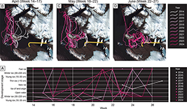 Fig. 5 Sea-ice conditions in the vicinity of the traverse routes. A: Sea-ice development stage assessed in sea-ice charts of the Danish Meteorological Institute (DMI 2024). B–D: Sea-ice extent delineated in Landsat 8 visible imagery of 15 m resolution for April, May and June during the period 2014–2024. Acquisition dates listed in Table 1. Yellow line: sea-ice segment of the traverse.