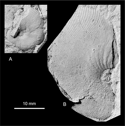 Fig. 6 A: Neophylloceras sp., MGUH 35199; Locality 1, south-east of Knudshoved Hut, Hold with Hope. B: Neophylloceras groenlandicum (Birkelund 1965), MGUH 35198; Locality 24, west of ‘Sill City’, Kangerlussuaq Basin. Both ×2