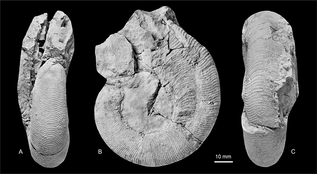 Fig. 7 A–C: Gaudryceras (Gaudryceras) mite (Hauer 1866), MGUH 35162; Locality 3, south-east of Knudshoved Hut, Hold with Hope. All ×1