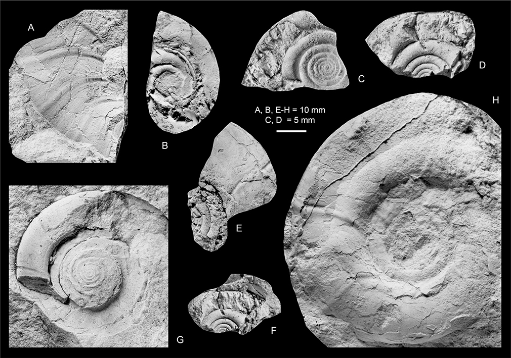 Fig. 8 A: Anagaudryceras cf. lueneburgense (Schlüter 1872), MGUH 35127; Locality 18, Pyramiden ridge, north end, Kangerlussuaq Basin. B–H: Anagaudryceras politissimum (Kossmat 1895). B. MGUH 35131 (silicone rubber cast). C–F: MGUH 35130. G. MGUH 35129. B–G from Locality 22, southern part of North Col of Apollo Glacier, Kangerlussuaq Basin. H. MGUH 35128 (silicone rubber cast); Locality 14, Sediment Bjerge east, Kangerlussuaq Basin. A, B, E–H ×1. C, D are ×2