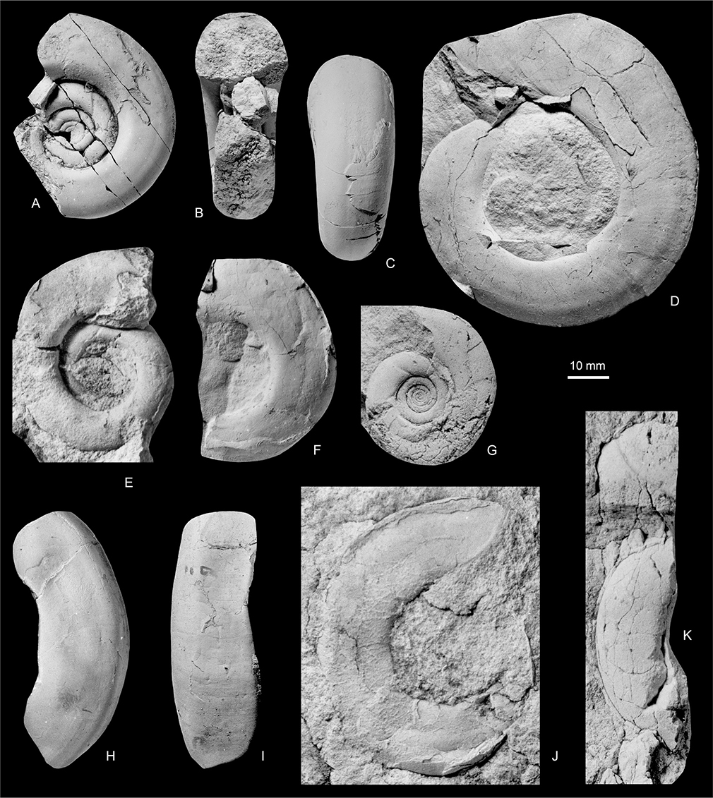Fig. 9 A–K: Saghalinites wrighti Birkelund 1965; all from the Kangerlussuaq Basin. A–C: MGUH 35217; Locality 19, Pyramiden ridge, north end. D: MGUH 35220 (silicone rubber cast); Locality 22, southern part of North Col of Apollo Glacier. E: MGUH 35216; Locality 14, Sediment Bjerge east. F: MGUH 35221; Locality 22, southern part of North Col of Apollo Glacier. G: MGUH 35218; Locality 20, Pyramiden ridge, north end. H, I: MGUH 35219 (silicone rubber cast); Locality 22, southern part of North Col of Apollo Glacier. J: MGUH 35215; Locality 14, Sediment Bjerge east. K: MGUH 35214; Locality 14, Sediment Bjerge east. All ×1
