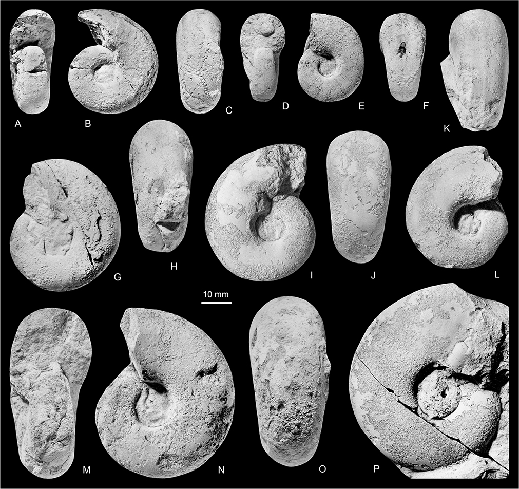 Fig. 10 Pseudophyllites latus (Marshall 1926). A–C: MGUH 35208. D–F: MGUH 35210. G, H: MGUH 35209. I, J: MGUH 35211. K, L: MGUH 35207. M–O: MGUH 35212. P: MGUH 35206. All from Locality 7, col east of Leitch Bjerg, Geographical Society Ø. All ×1