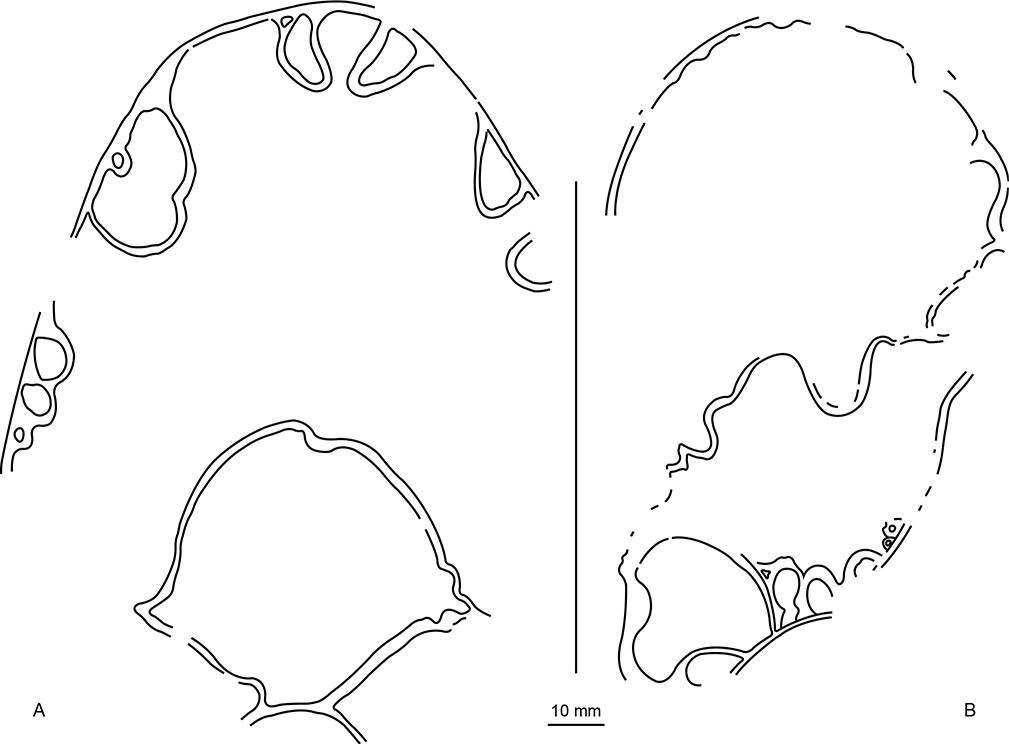 Fig. 11 Pseudophyllites sp.; camera lucida sketches of natural sagittal sections. Both sides of specimen MGUH 35213; Locality 2, south-east of Knudshoved Hut, Hold with Hope. Both ×1