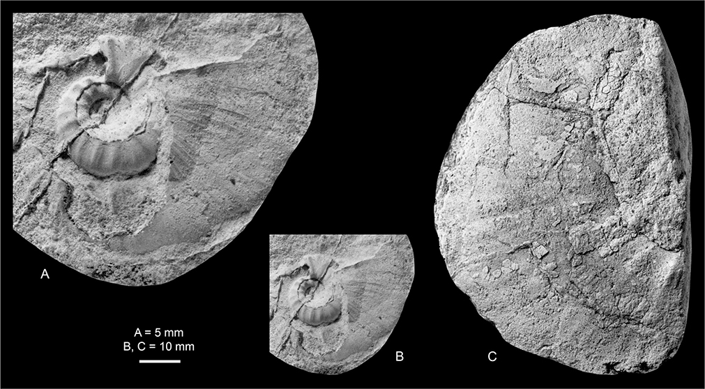 Fig. 13 Pachydiscidae incertae sedis; both from the Kangerlussuaq Basin. A, B: MGUH 35201; Locality 23, Sill City. C: MGUH 35200; Locality 12, ‘Windy Valley’ south-east. A is ×2. B, C are ×1