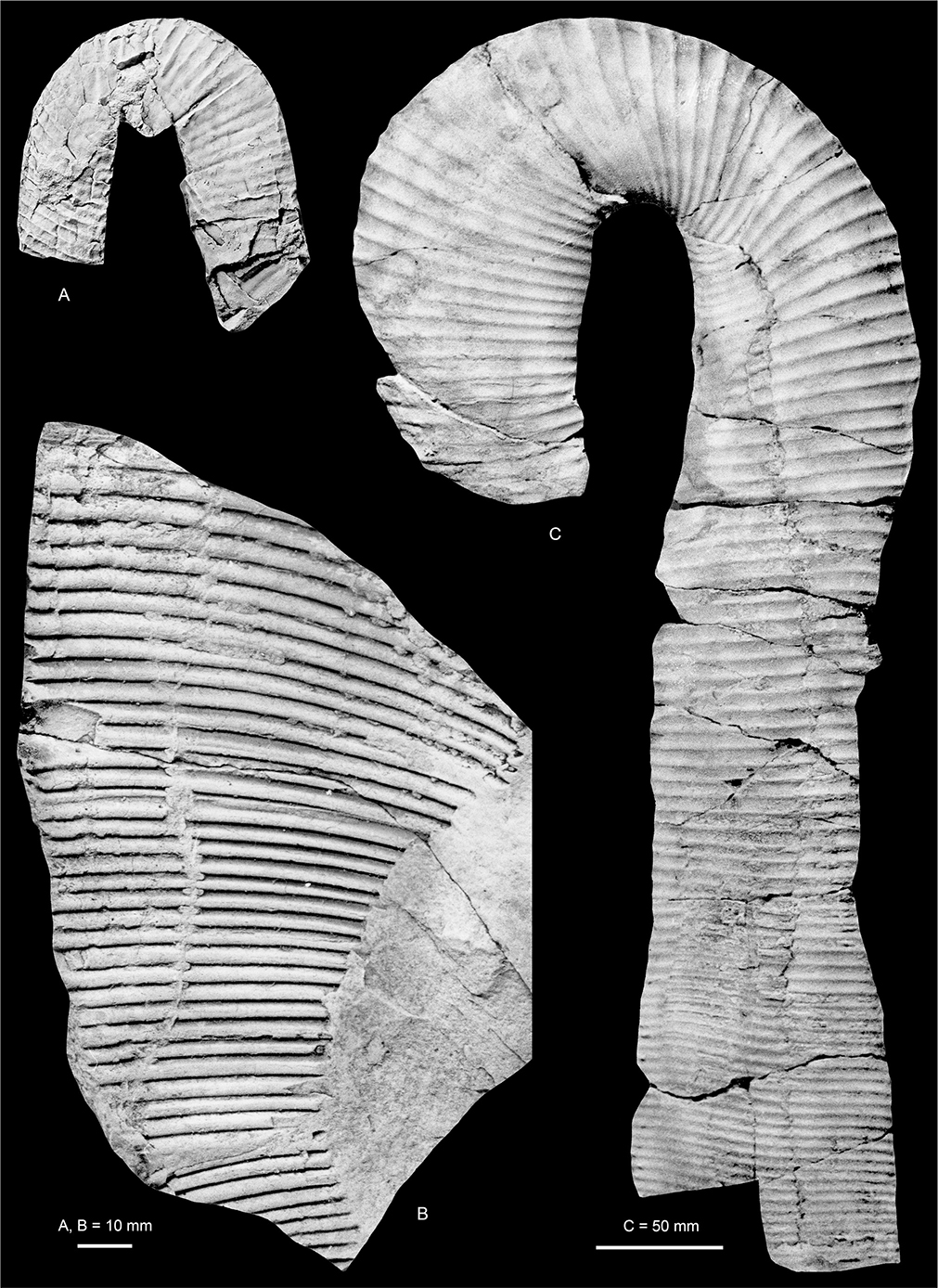 Fig. 14 Diplomoceras cylindraceum (Defrance 1816); all from the Kangerlussuaq Basin. A: MGUH 35145; Locality 21, north side of North Col of Apollo Glacier. B: MGUH 35146; Locality 22, southern part of North Col of Apollo Glacier. C. MGUH 35141; Locality 14, Sediment Bjerge east. A, B are ×1. C is approximately ×0.45
