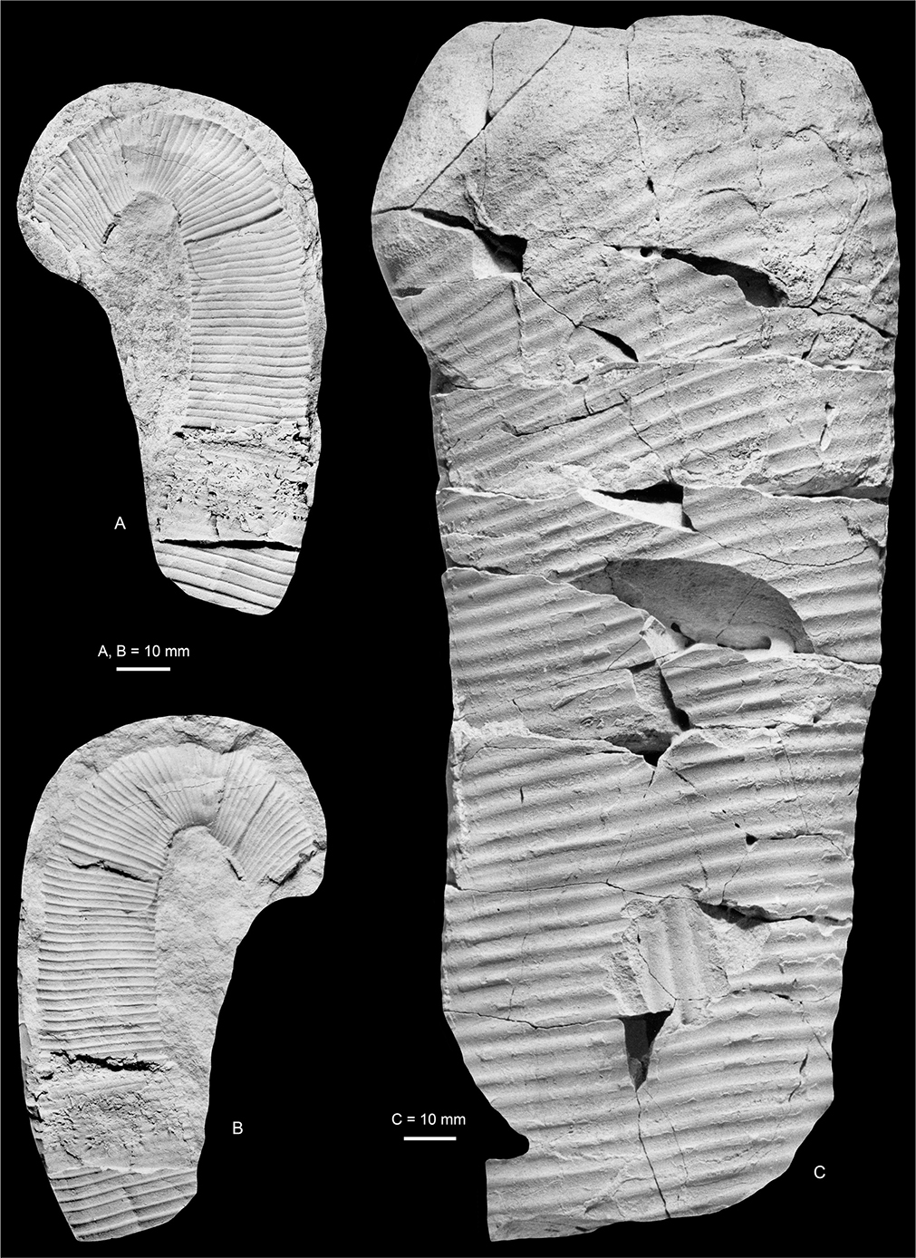 Fig. 15 Diplomoceras cylindraceum (Defrance 1816); both from the Kangerlussuaq Basin. A, B: MGUH 35138 (B = silicone rubber cast); Locality 13, Sediment Bjerge central. C: Flank of MGUH 35143; Locality 14, Sediment Bjerge east. A, B are ×1. C is ×0.92